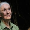 O Meu Adeus a Jane Goodall: A Mulher Que Nos Ensinou a Ouvir os Que Não Têm Voz